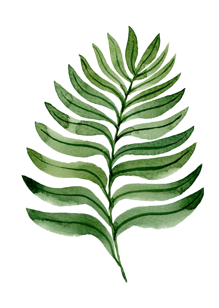 Illustration einer Pflanze.
